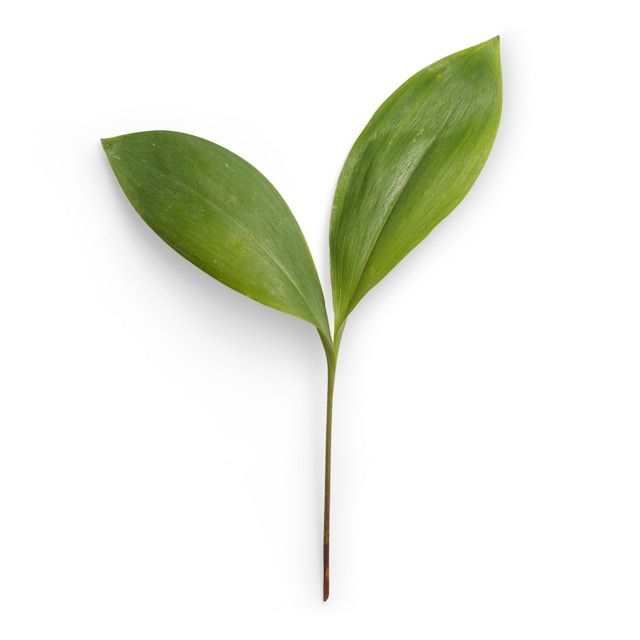 Eco Habit